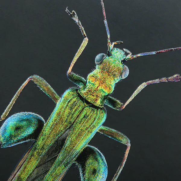 Oedemera Nobilis Notebook