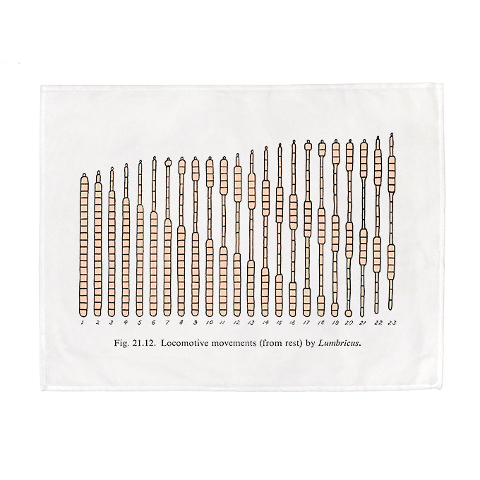 Worm Locomotion Tea Towel - 6 pack