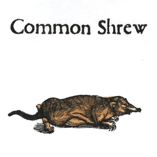 Common Shrew Women's Fitted T-shirt