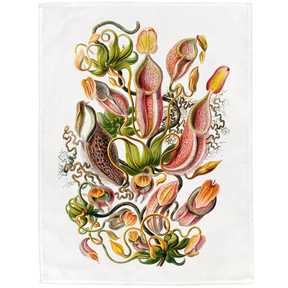 Nepenthaceae by Haeckel Tea Towel - 6 pack