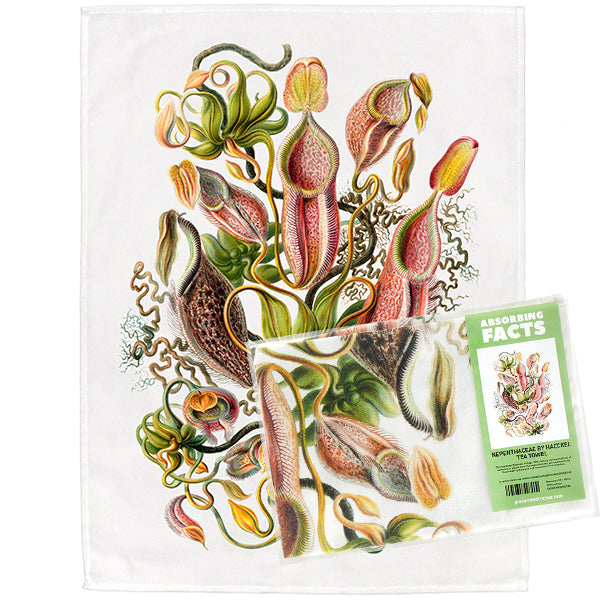 Nepenthaceae by Haeckel Tea Towel - 6 pack