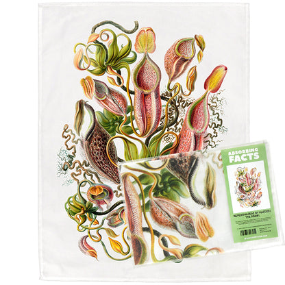 Nepenthaceae by Haeckel Tea Towel - 6 pack