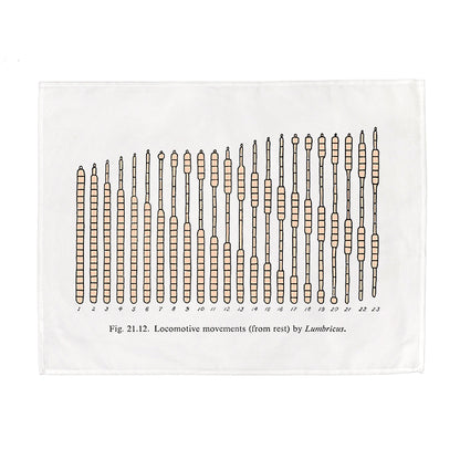 Worm Locomotion Tea Towel - 6 pack