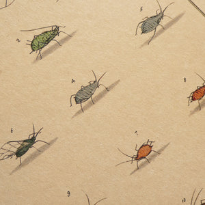 Aphids Notebook