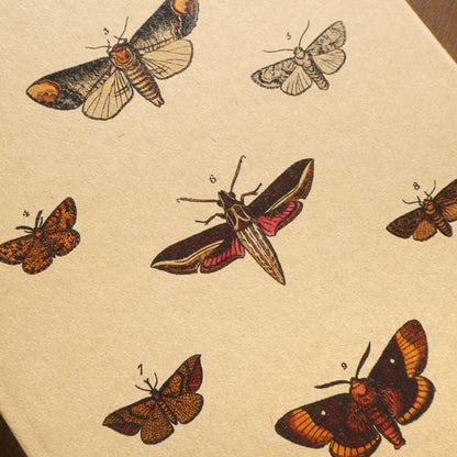 Moths Notebook