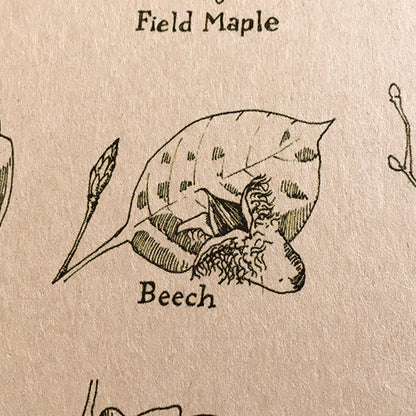 Leaf Identifier Notebook
